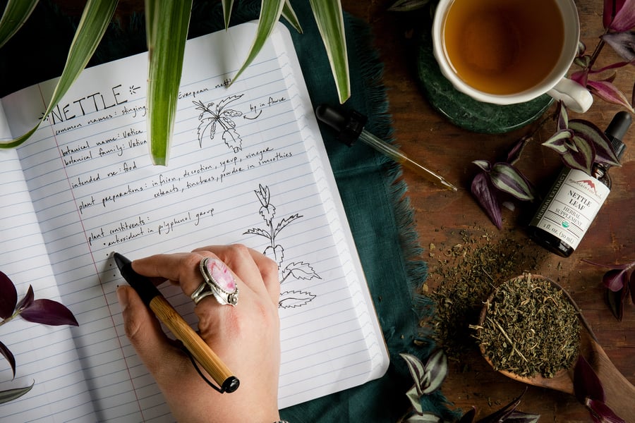 A hand taking notes about stinging nettle with nettle leaf and nettle extract nearby