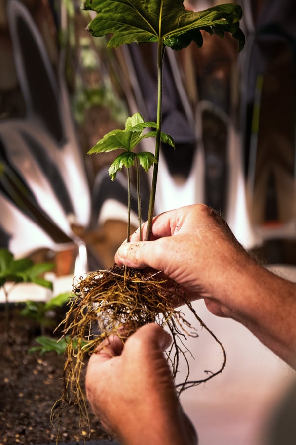 A hand carefully examines a cultivated goldenseal sprout