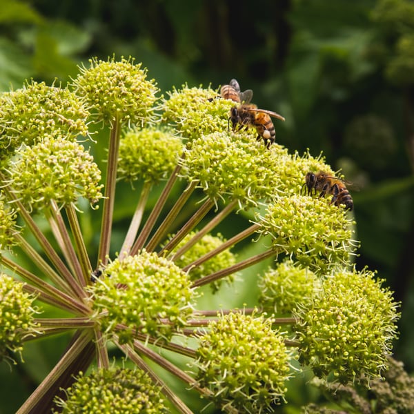 Angelica flowers with bees on them