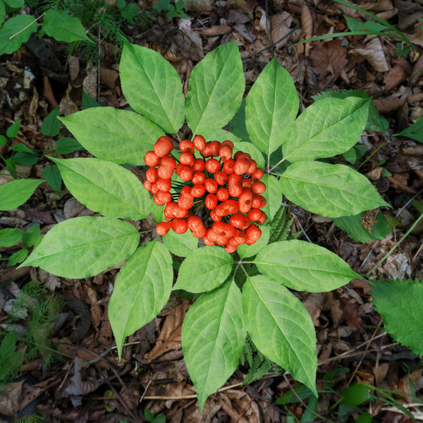 Overhead photo of ginseng berries on plant