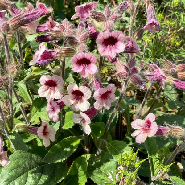 Rehmannia flowers bloom in the sunlight