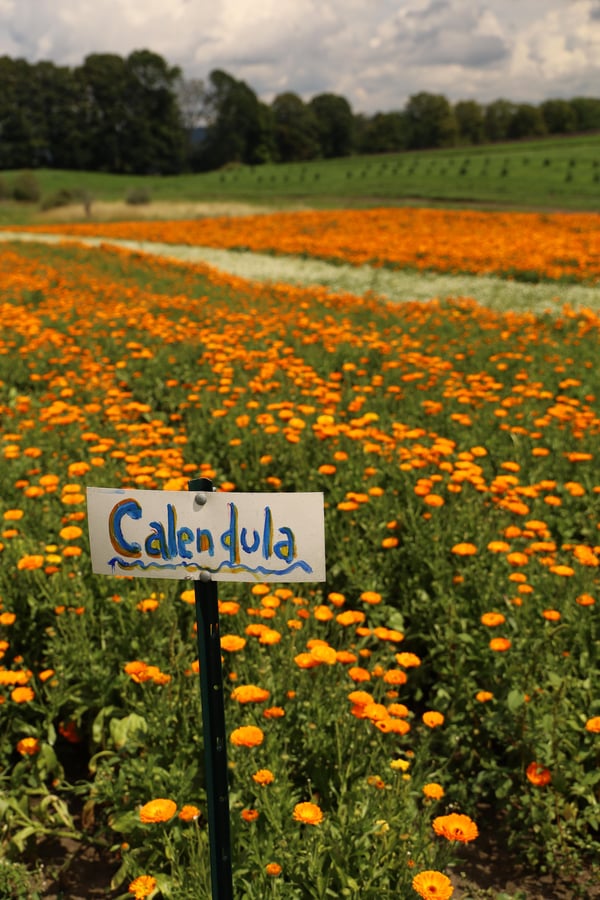 A field of calendula flowers