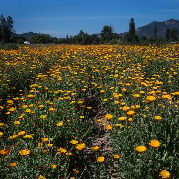 Rows of flowering calendula plants under a blue sky