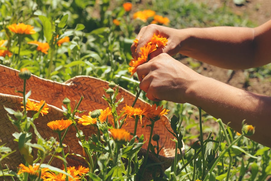 Hands harvesting fresh calendula flowers into a basket