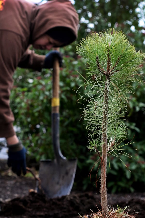 Carbon Offset Ponderosa Planting