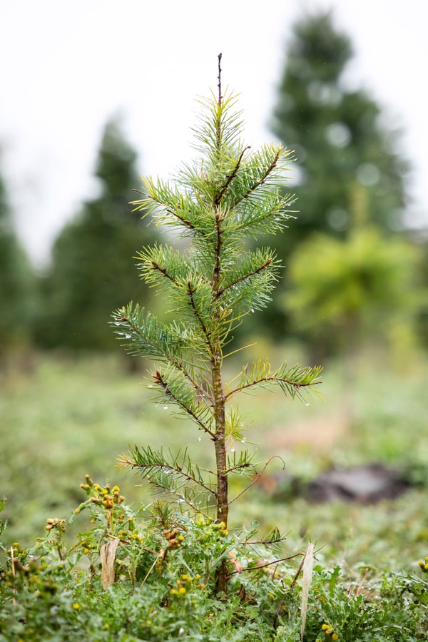 Carbon Offset Sapling_AdobeStock_311037463