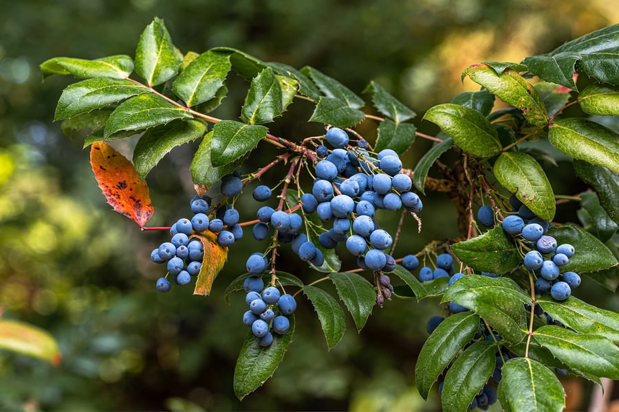 A fruiting oregon grape plant thrives in a sunny woodland