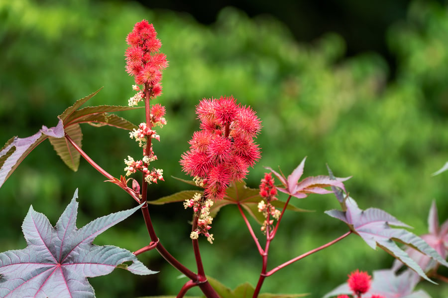 Castor oil seeds on the castor plant