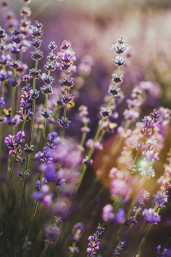 Close up photo of lavender