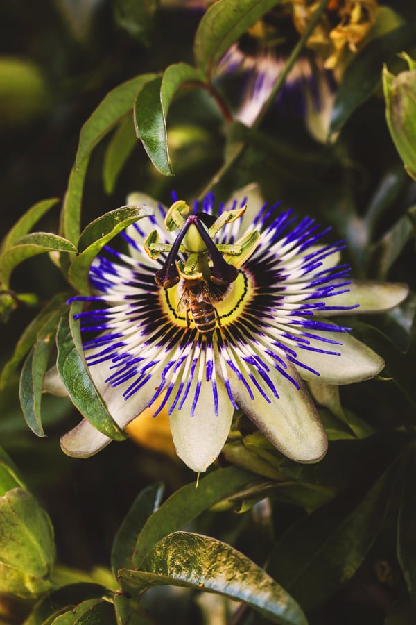 Close up photos of bee pollinating passionflower