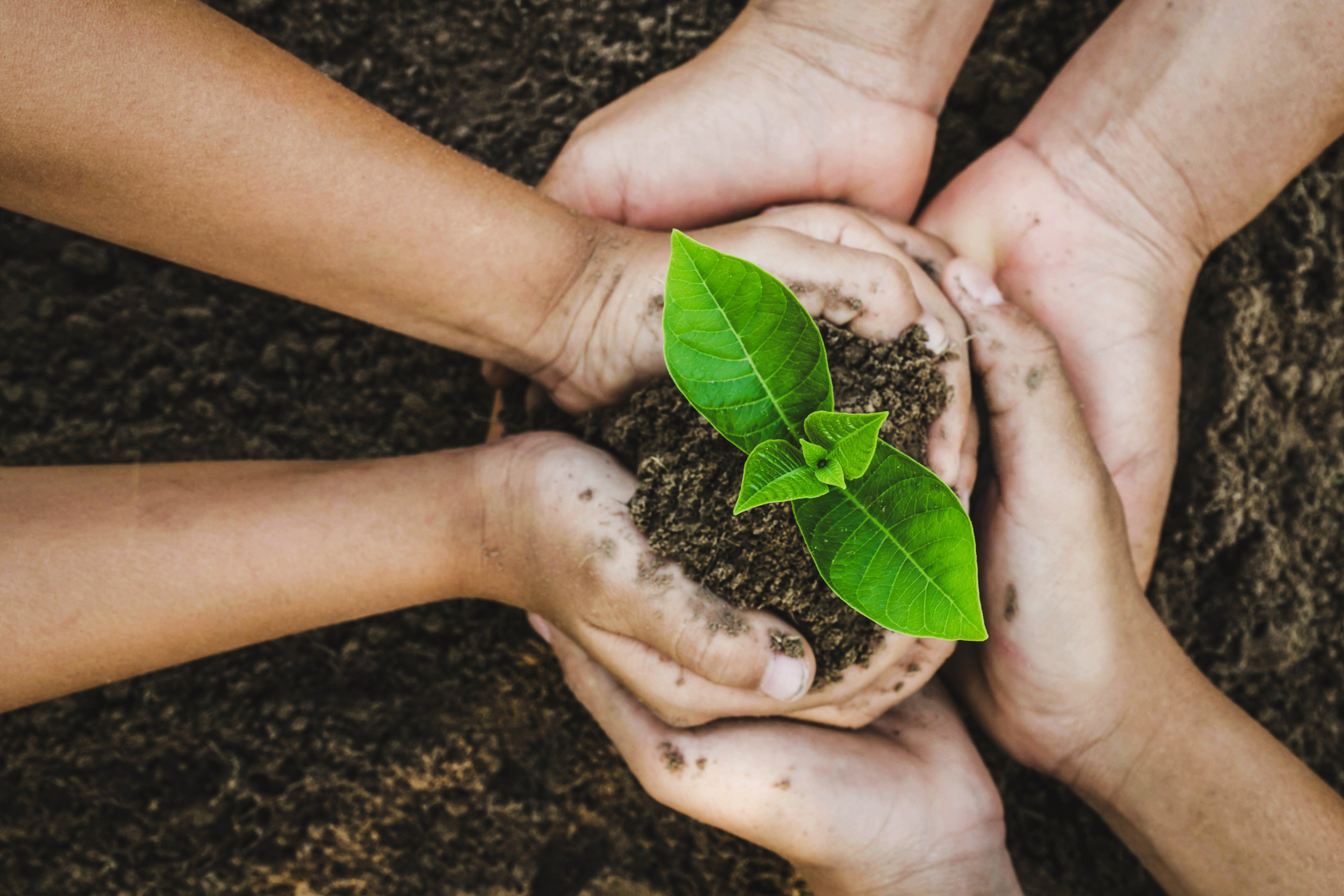 Climate Change and Mental Health_Planting