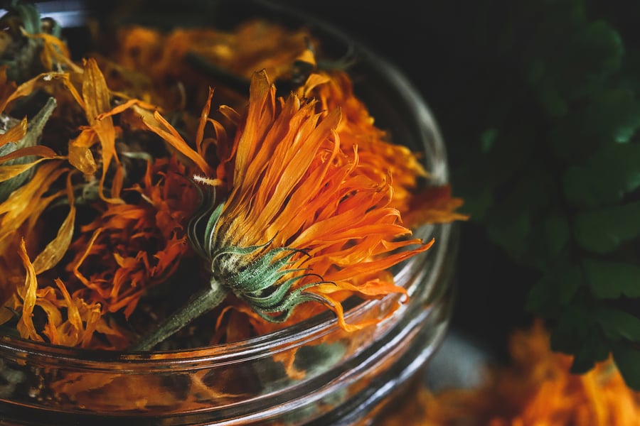 A close up of a beautiful dried calendula flower