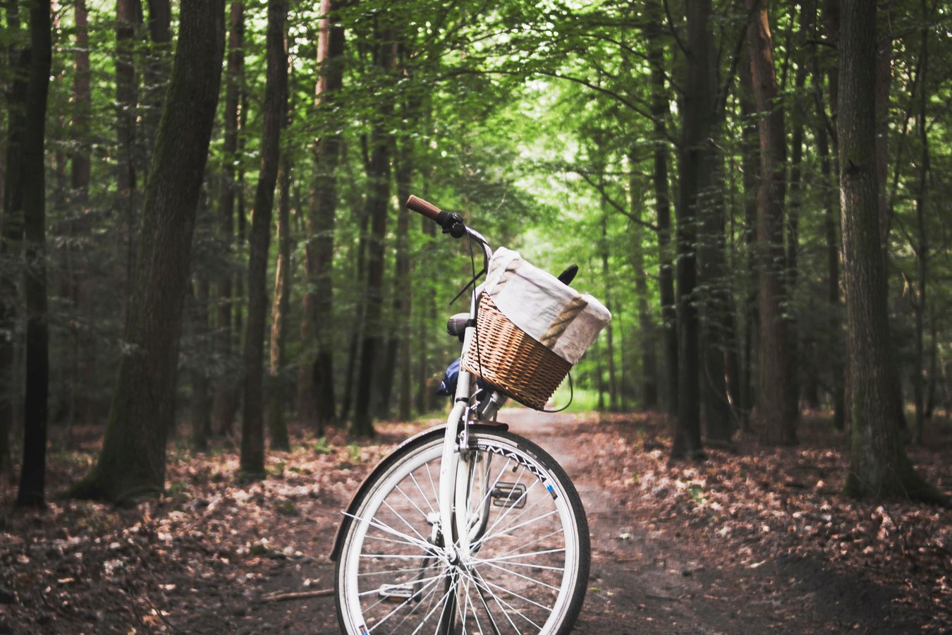 Bicycle with a basket on a path in the forest