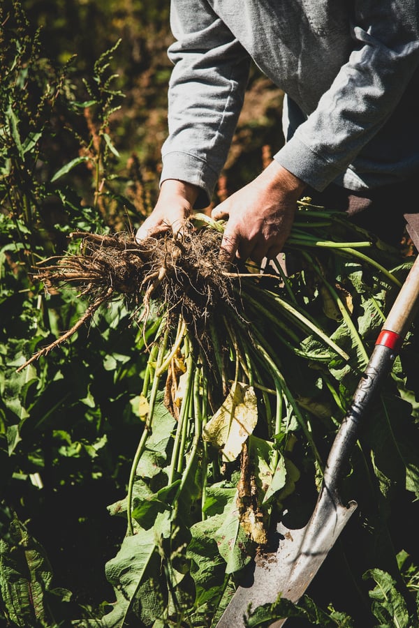 Roots are harvested by farmer