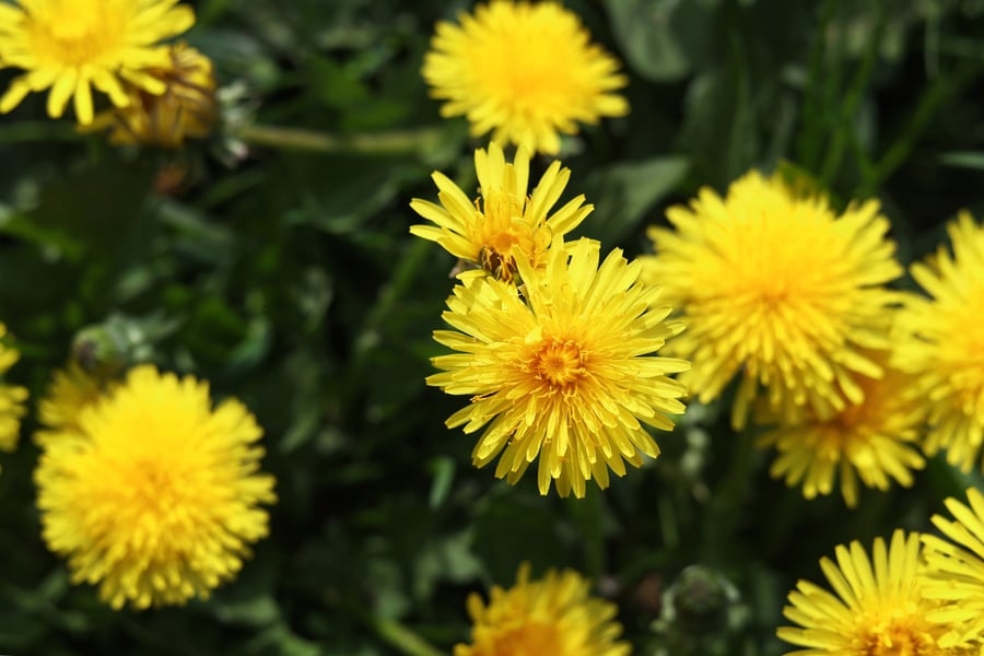 Cheery yellow dandelion flowers flourish in the sunlight