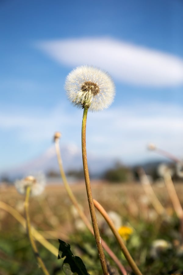 A dandelion seed puff reaches up to a blue sky on one of our organic farms