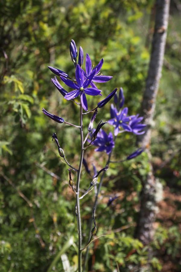 A blooming camas flower grows among other native plants 