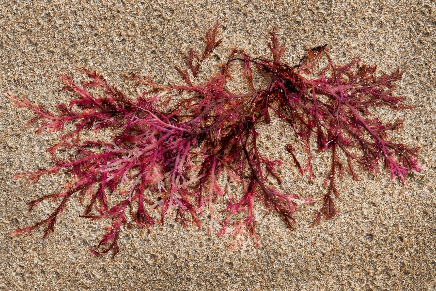 Red algae on beach