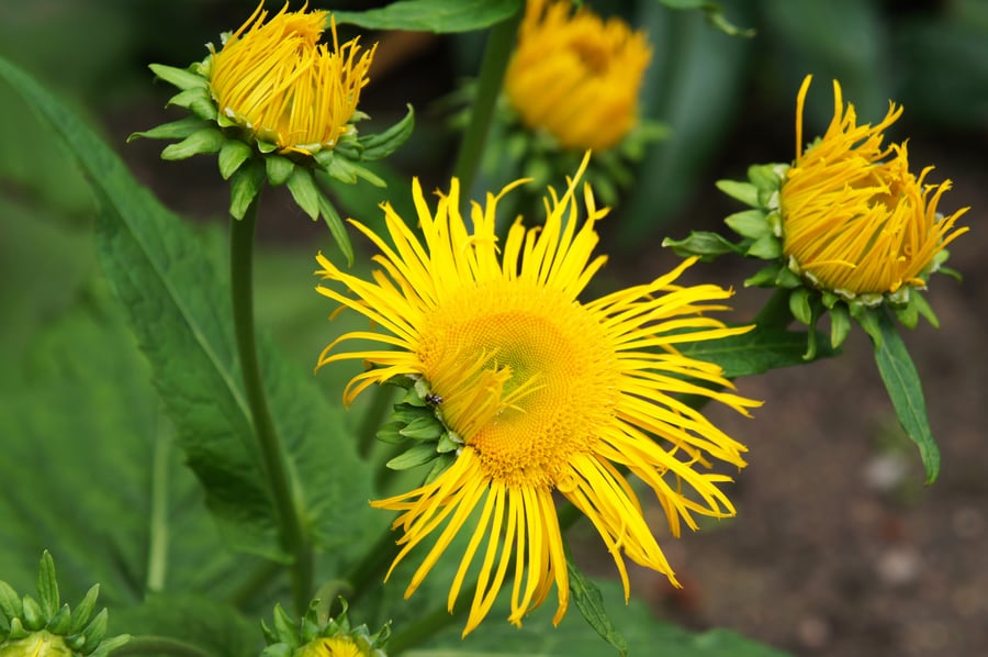 Cheery elecampane flowers in full bloom