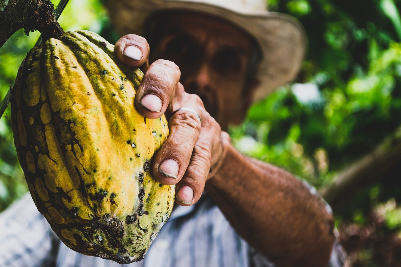 Hand holding raw cacao bean