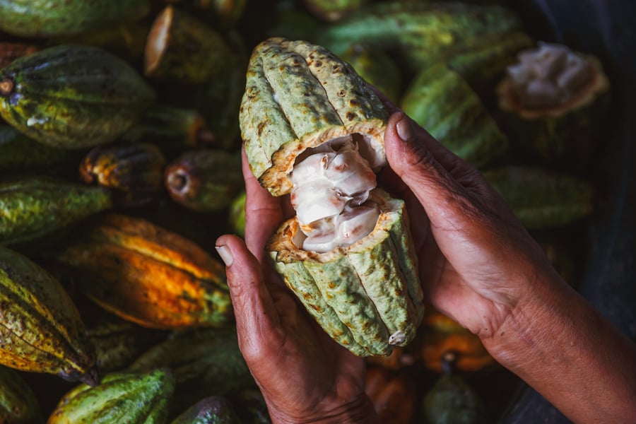 A cacao pod is opened