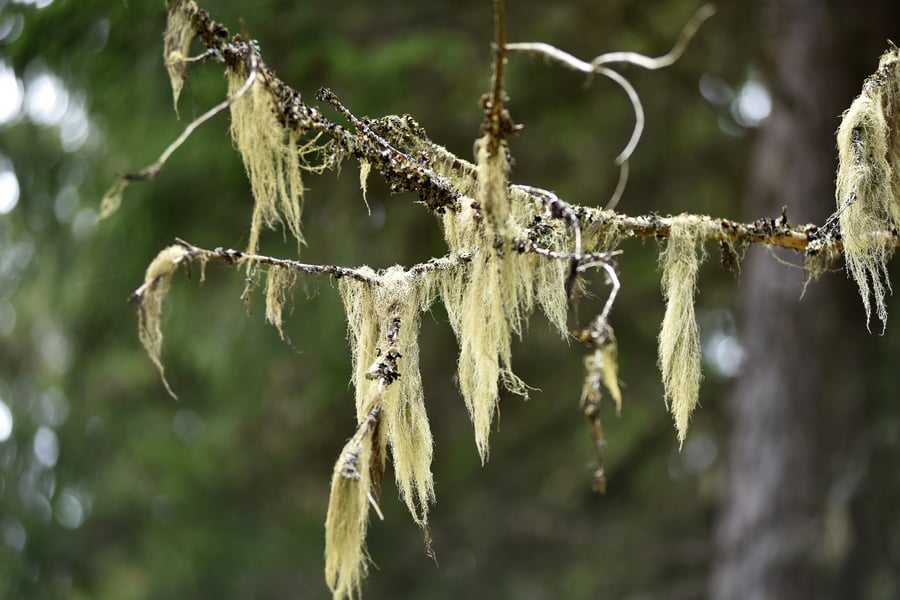 Usnea growing on a branch