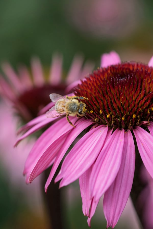 A bee gathers pollen on an echinacea bloom