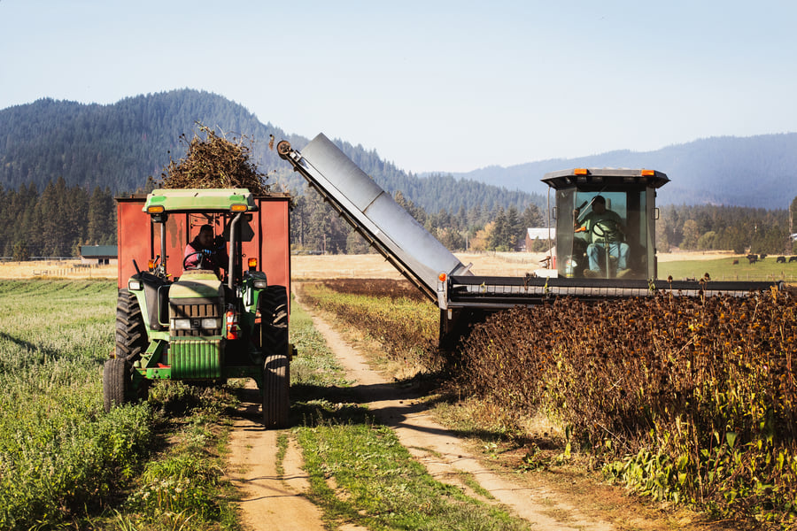 Two machines harvest organic herbs in field