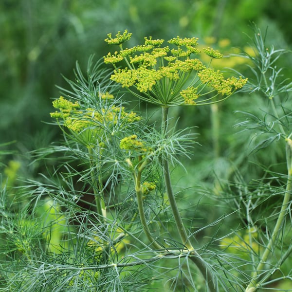 A dill plant in bloom