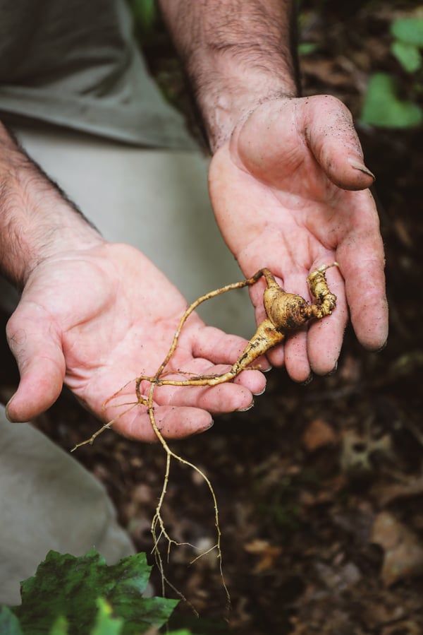 Someone holds freshly dug ginseng root 