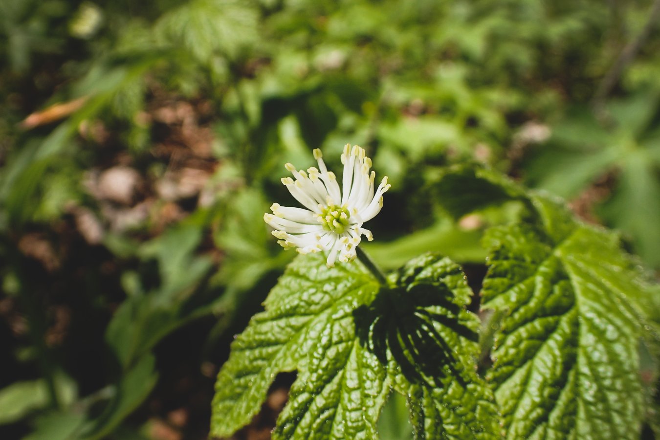 A goldenseal plant in bloom
