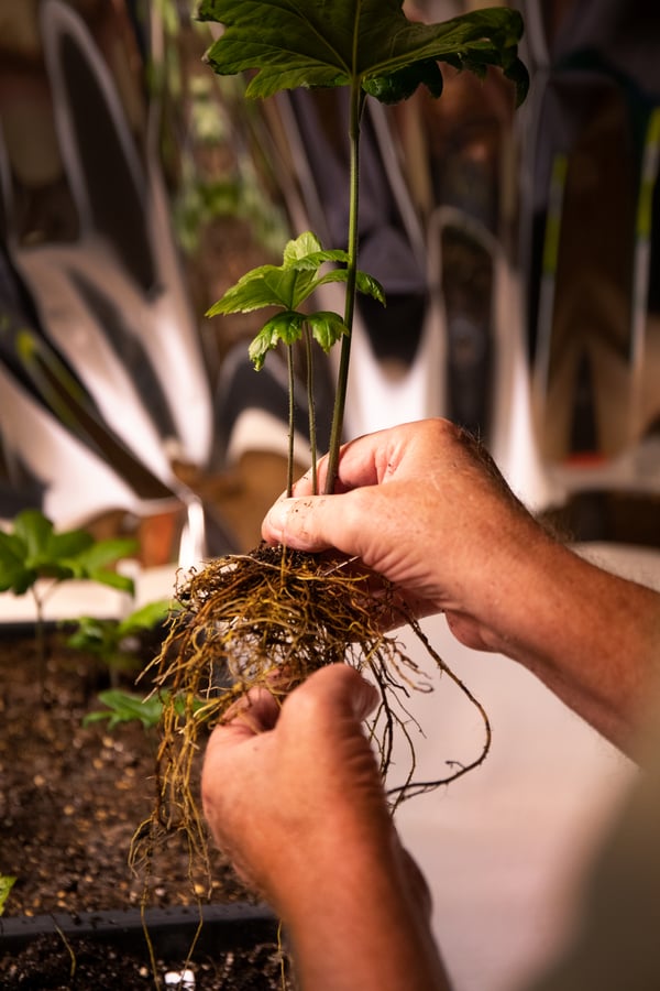 A person holding an entire goldenseal plant including the roots