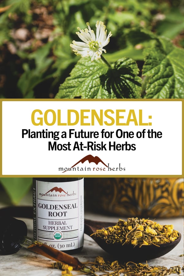 Goldenseal: Planting a Future for One of Our Most At-Risk Herbs