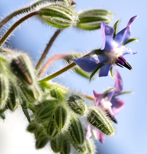 A close up photo of a borage flower