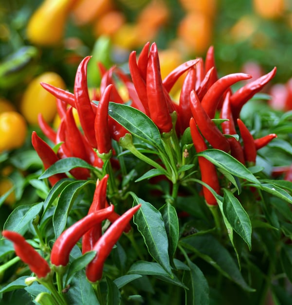Red cayenne peppers growing on bush
