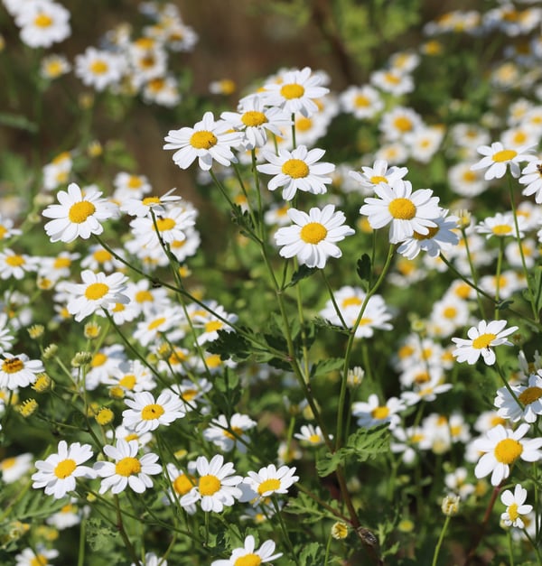 Feverfew plant in bloom in garden