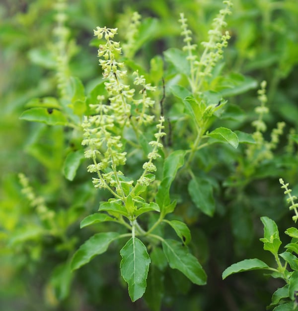 Fresh Tulsi growing