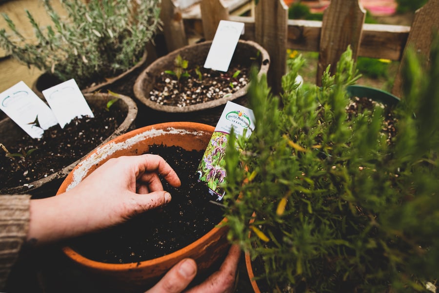 A photo of seeds being planted into pots of soil