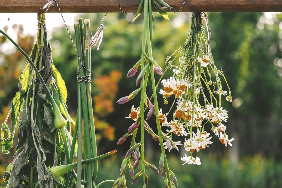 Fresh herbs being dried in the sunshine