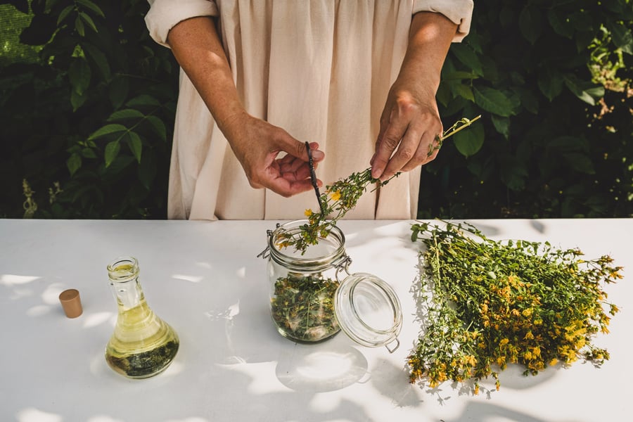 St johns wort is being cut into a glass jar for herbal oil making