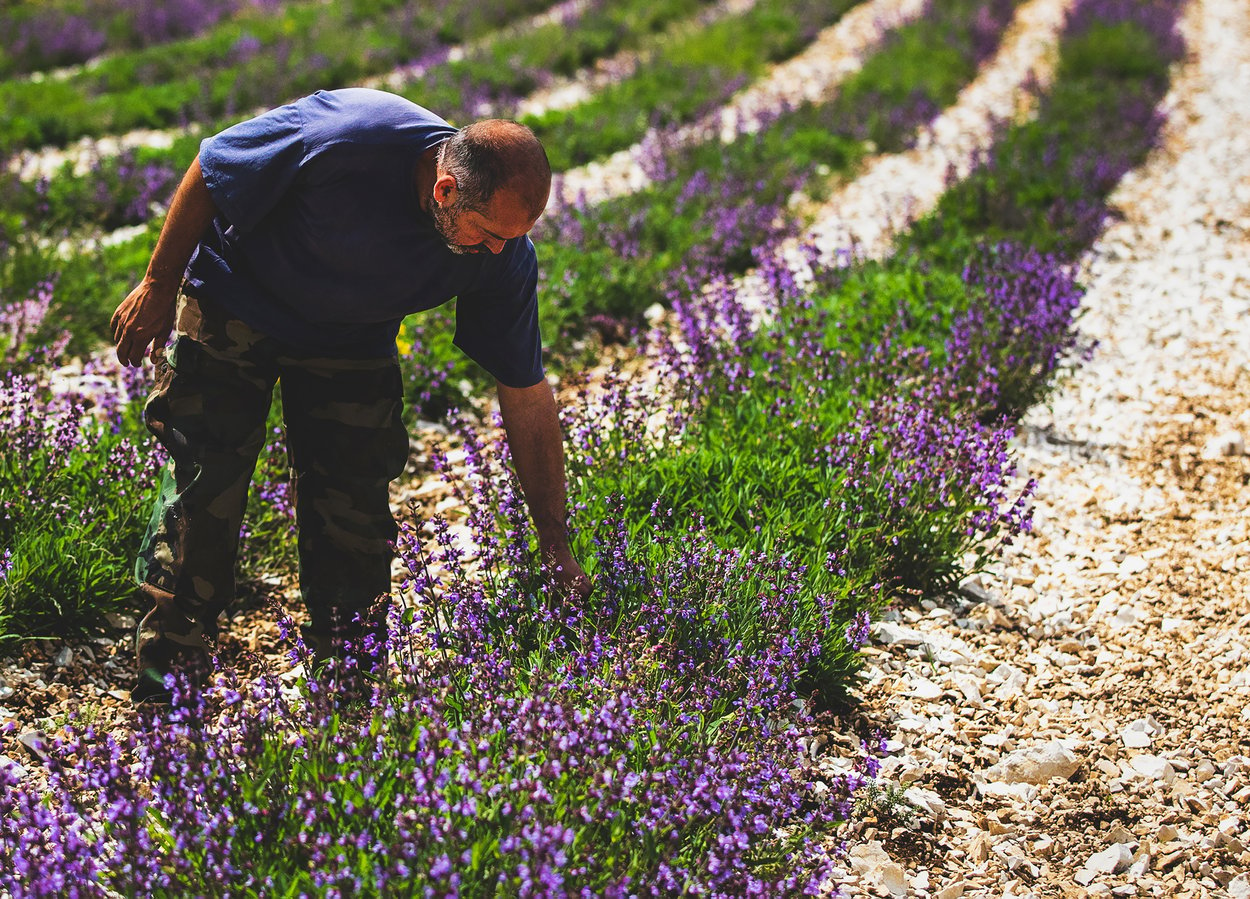 Farmer checking his herbs