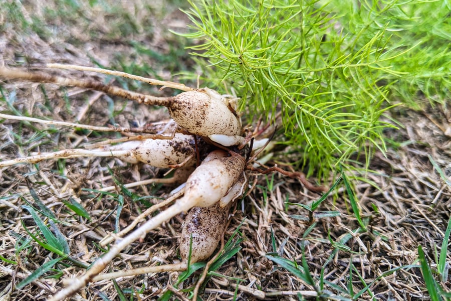 Herbal Energetics Shatavari_AdobeStock_502695935