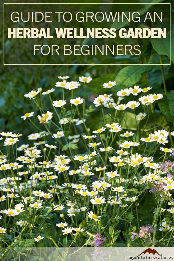 Herbal Wellness Garden PIN_adding-a-little-colour-to-springtime-2026-01-09-09-50-03-utc