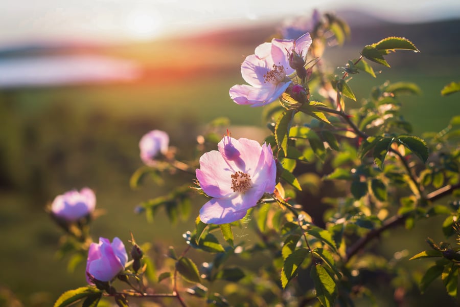 Herbalism Is Activism_Roses Growin