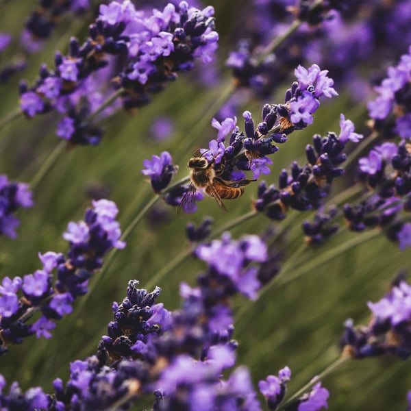 Vibrant lavender flowers in bloom