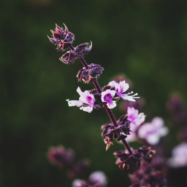 A tulsi plant in bloom