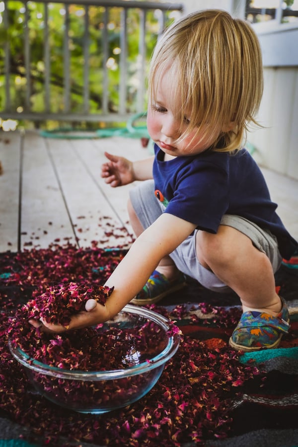 Small child playing in a bowl of dried red rose petals. 