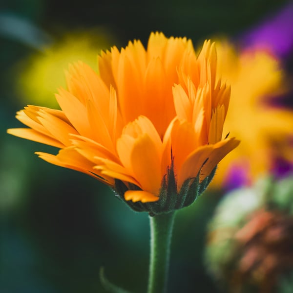 Calendula flower in bloom