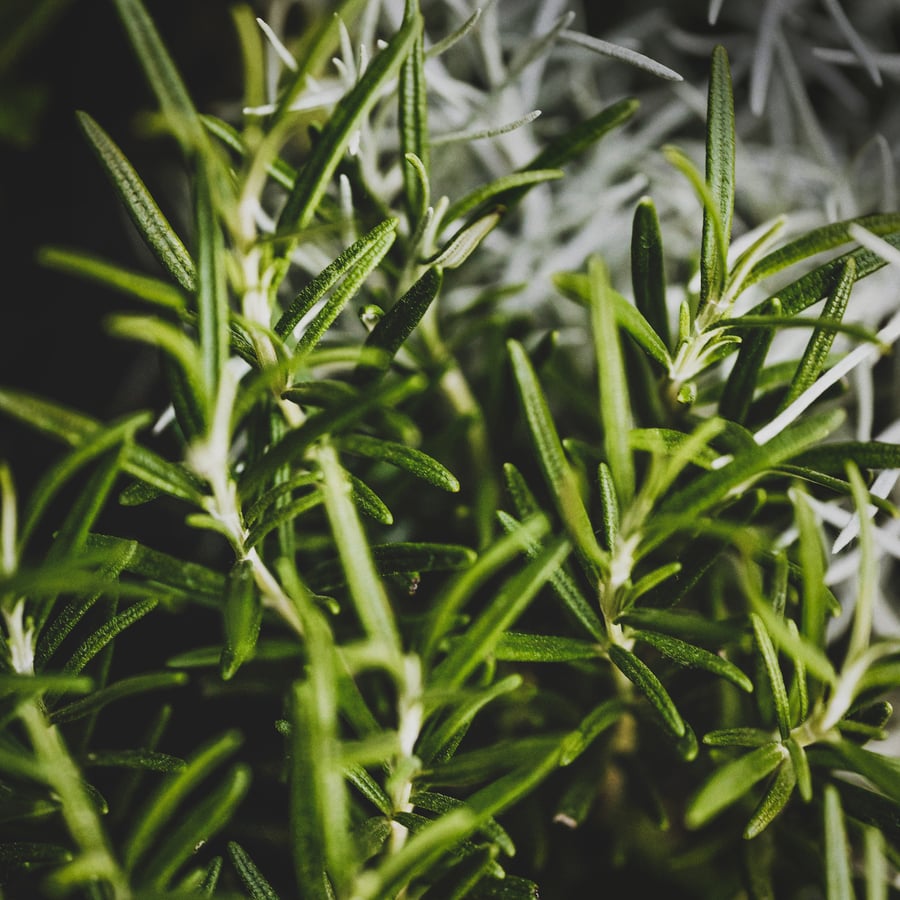 8 Best Herbs for Natural Skin Care 8 Best Herbs for Natural Skin Care