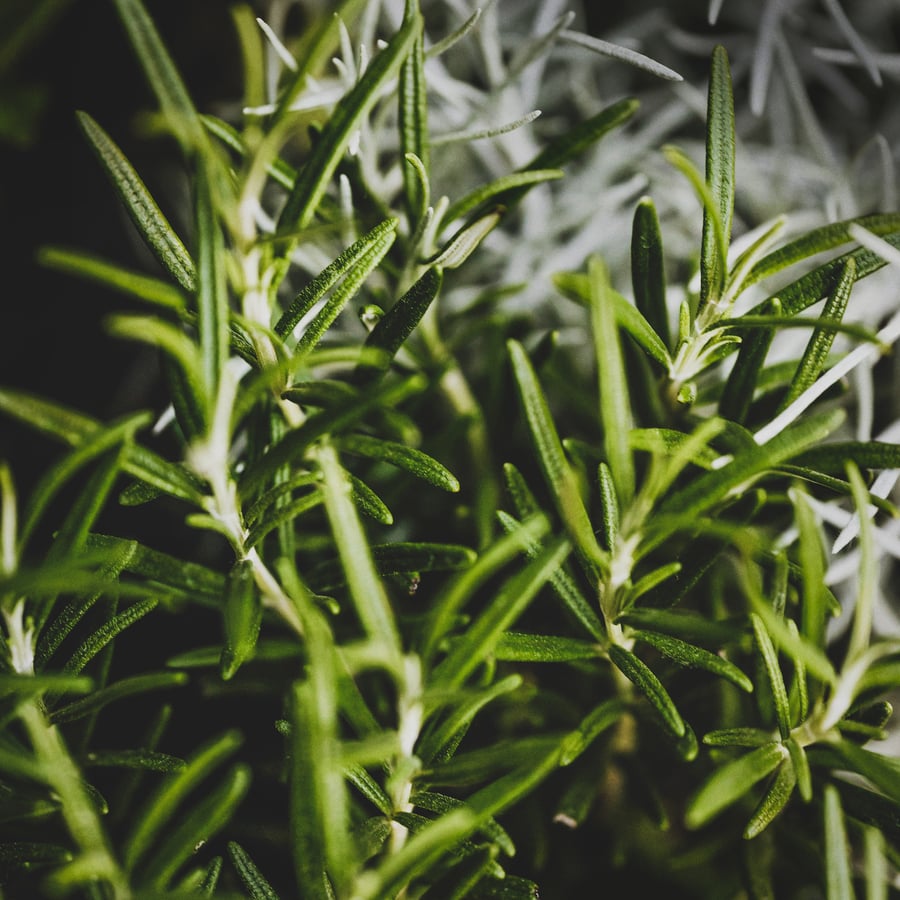 Fresh rosemary.